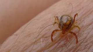 Garrapata del género “Hyalomma”. Foto: Europa Press