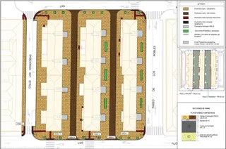 Gladiolos plano