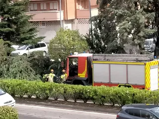 Bomberos retirando el árbol caído en Santa Marta