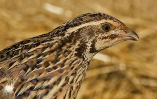 Imagen de archivo de una codorniz. SEO/BIRDLIFE | Europa Press