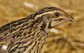 Imagen de archivo de una codorniz. SEO/BIRDLIFE | Europa Press