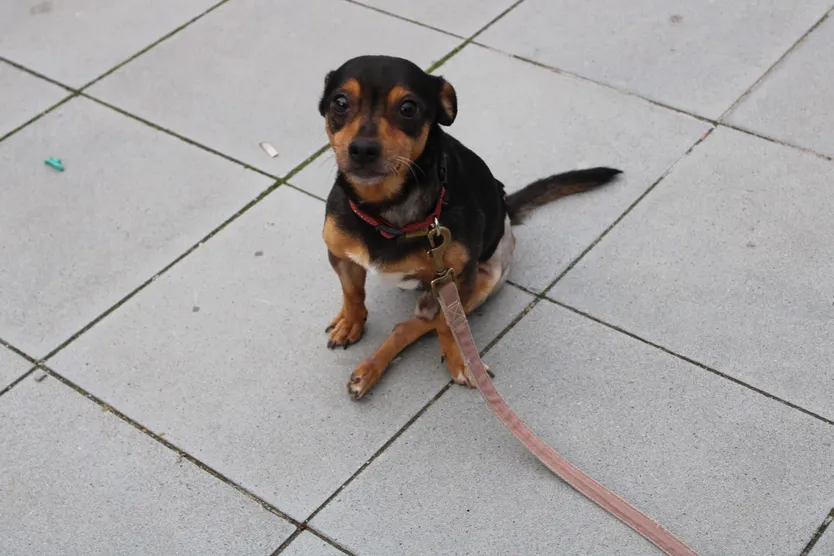 Perro adoptado de Adopta Una Vida