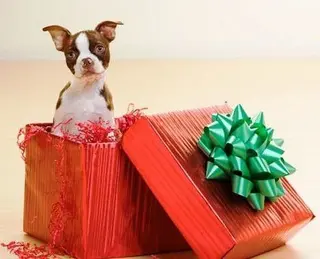 Fundaciones y protectoras de animales alertan: perros y gatos no son un juguete