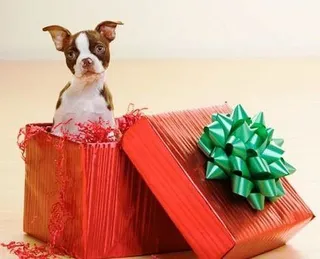 Fundaciones y protectoras de animales alertan: perros y gatos no son un juguete