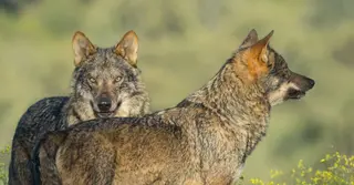 Castilla y León insta a Ribera a convocar una conferencia sobre el lobo y recuperar el diálogo. Archivo