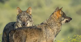 Castilla y León insta a Ribera a convocar una conferencia sobre el lobo y recuperar el diálogo. Archivo