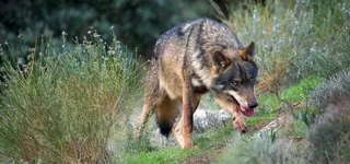 Iberian Wolf AdF 001