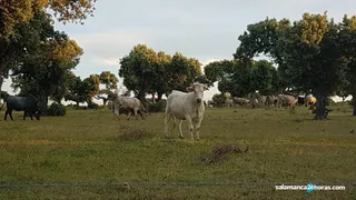 Vacuno de carne