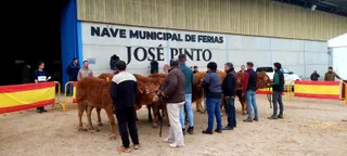 GALERÍA | Concursos y subastas de raza limusina, charolesa y avileña-negra ibérica en la Feria de San Andrés de Ciudad Rodrigo 2023