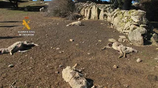 3 Ovejas encina San Silvestre