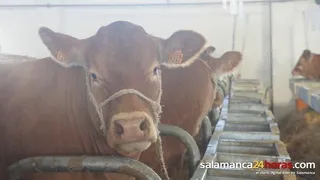 Ternera, lechazos y porcino blanco, motores de una lonja con poco movimiento